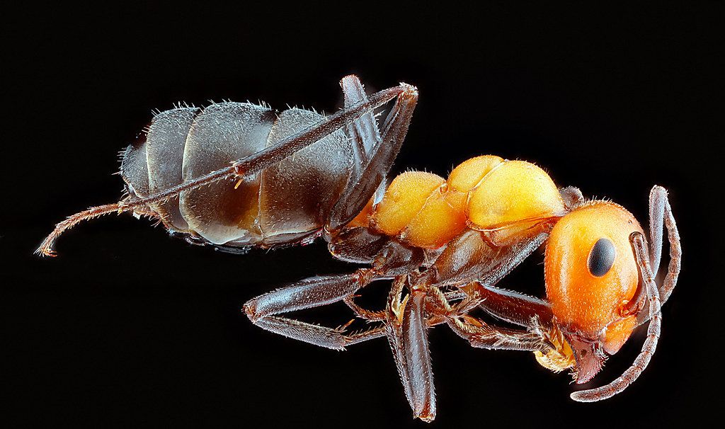 Ant Control service in Missouri City, TX