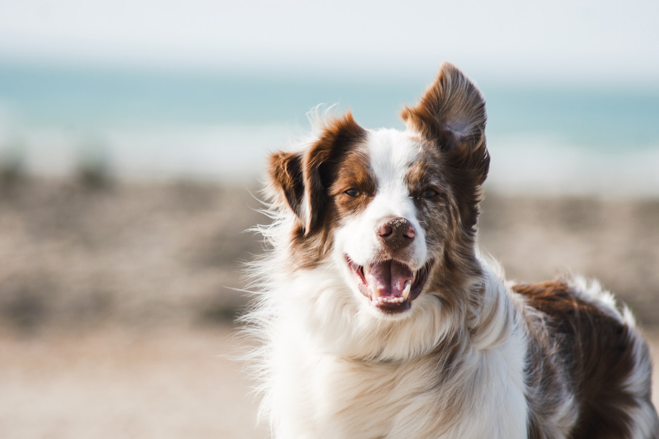 Flea & Tick Control service in Missouri City, TX