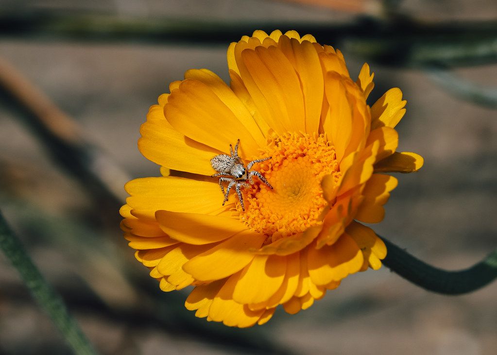 Spider Control service in Missouri City, TX